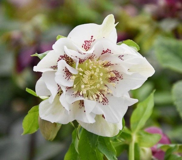 Helleborus orientalis 'Double Ellen White Spotted'
